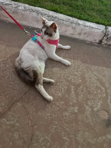 Gatinha adoção castrada 