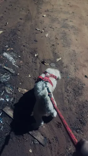 Estou doando uma poodle 