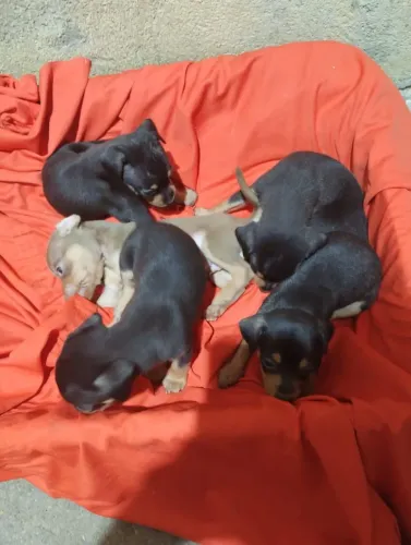 Cachorros