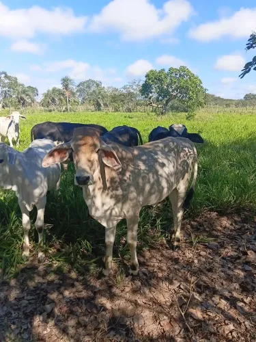 Novilhas e bezerras
