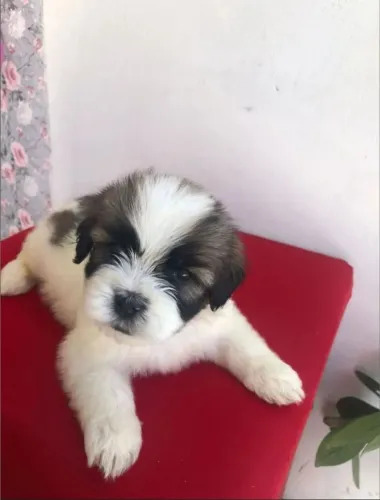 Shih Tzu fêmea