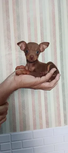 Pinscher minúsculo