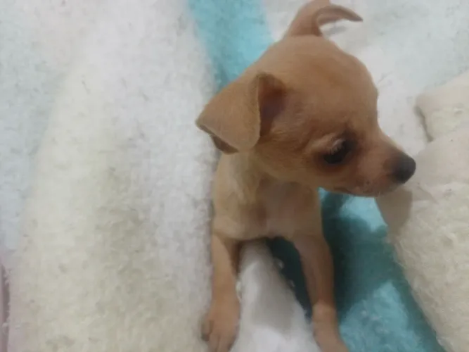 Animais de estimação