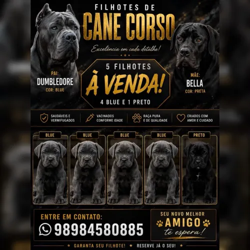 Cane Corso cachorro 