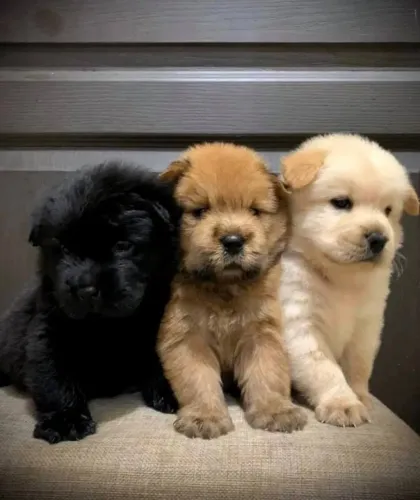 Chow Chow - Lindos Filhotes Em Promoção