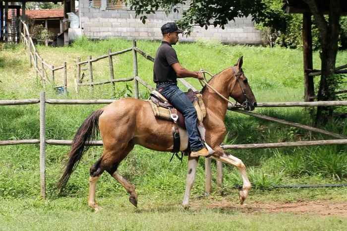 Lindo Cavalo Campolina Pampa a Venda ! OPORTUNIDADE