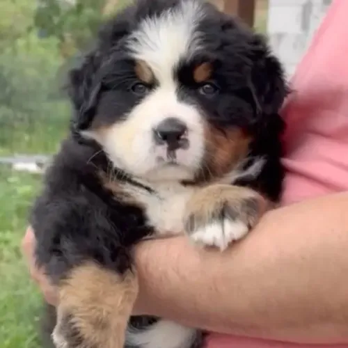 Filhotes de Bernese | Companhia perfeita para o lar.