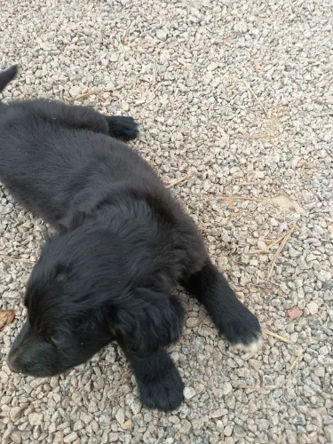 Doa-se filhotes de cachorro mestiço.