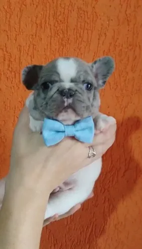 Bulldog Francês Merlin Pied