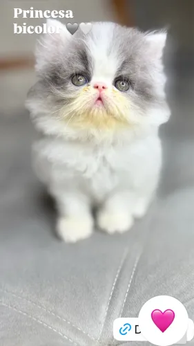 Gato persa