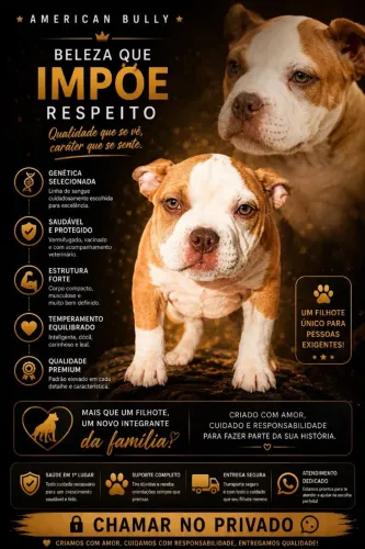 Filhotes de American Bully