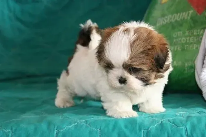 Lindos Filhotes de Shih Tzu Procurando um Novo Lar