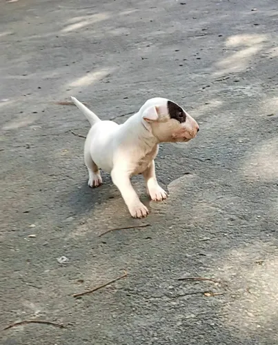 Bull Terrier inglês standard