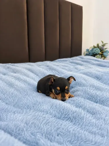 Pinscher macho disponível para entrega