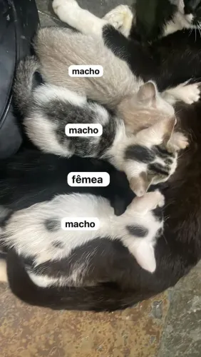 Doação de gatos filhotes