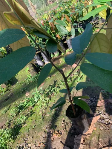 Mudas de cacau clonado