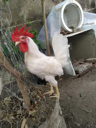 Frangos de legorne americana 