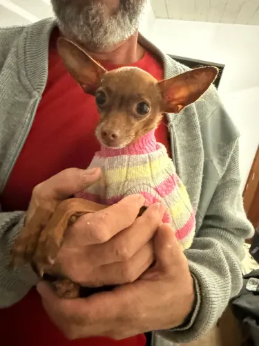 Pinscher macho miniatura