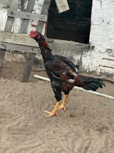 Frango indiano