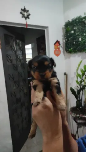 Filhotes de cachorro Yorkshire 
