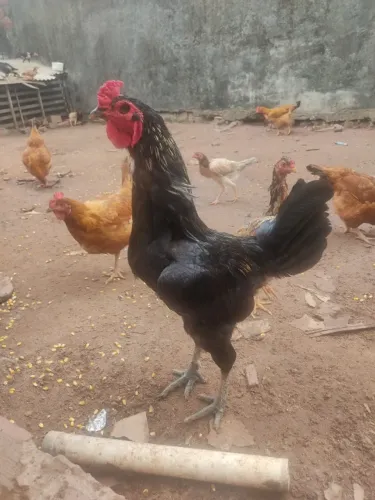 Frango lindo só vênda