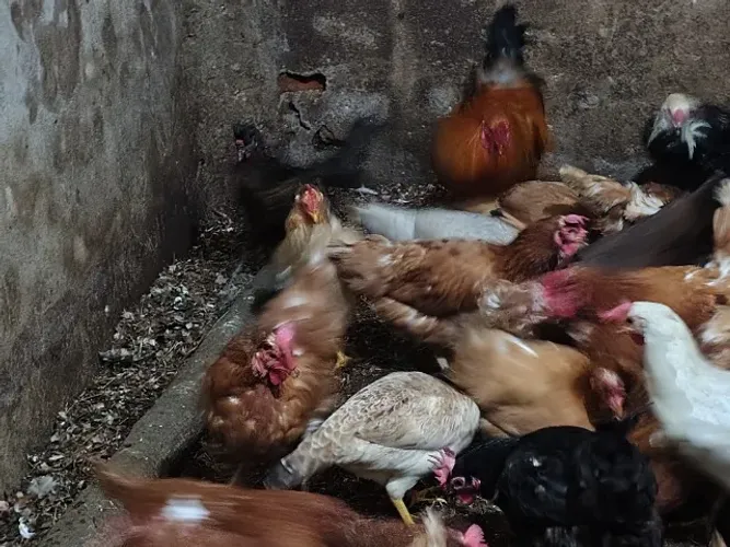 Animais para criação e obrigação