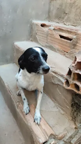 Doação de cachorro