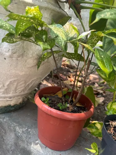 Vendo planta Uirapuru