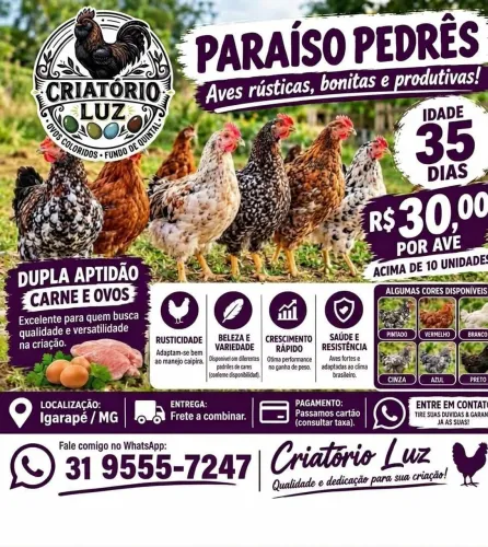 Galinhas Pedrês Dupla Aptidão