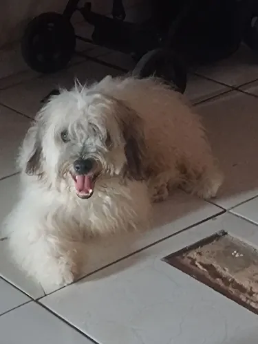 Poodle macho 2ano
