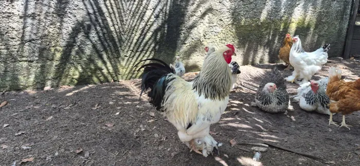 Pintinhos Brahma Light e Buffy