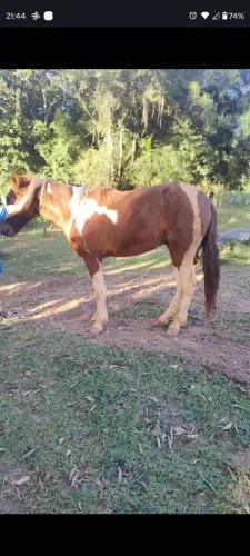 Potro Pronto Mangalarga Marchador Castrado Domado Manso