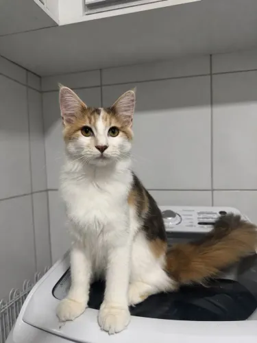 Gata MAINE Coon