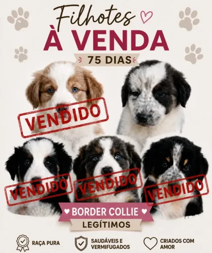 Lindos filhotes de Border Collie legítimos, prontos para encontrar um novo lar!
