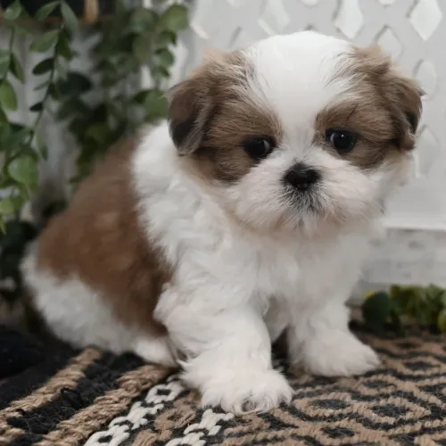 Lhasa Apso/Um olhar doce