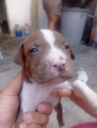 Filhotes de Pitbull 