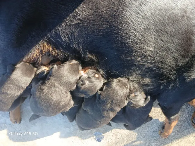 Vendo filhote de Rottweiler