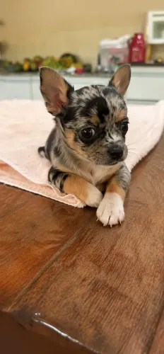 Chihuahua Fêmea