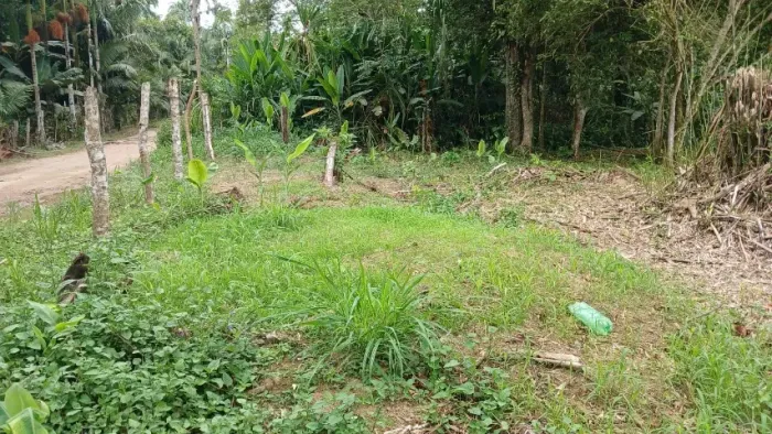 Vendo uma área de 21x100mts, totalizando 2100 metros quadrados