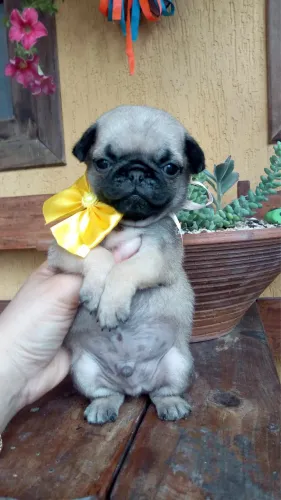 Pug no padrão da raça Macho