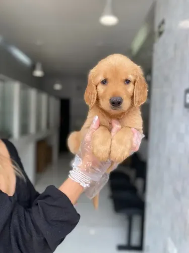 Golden Retriever Macho dourado com vacina, contrato e garantia- Somos loja física