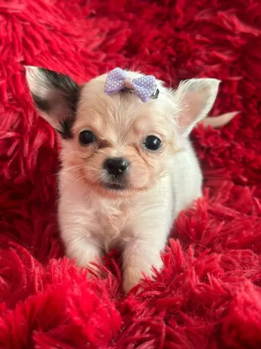 Chihuahua micro é só aqui.