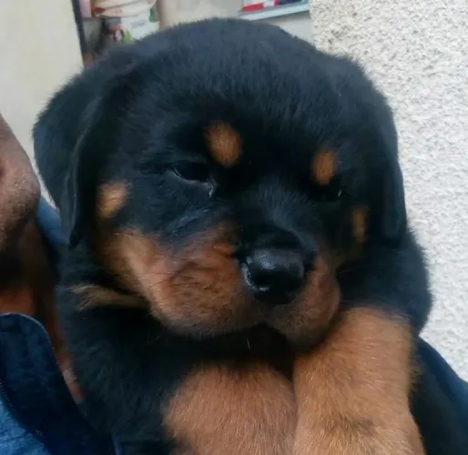 Filhote Rottweiler cara de bravo coração cheio de amor e gentilezas 