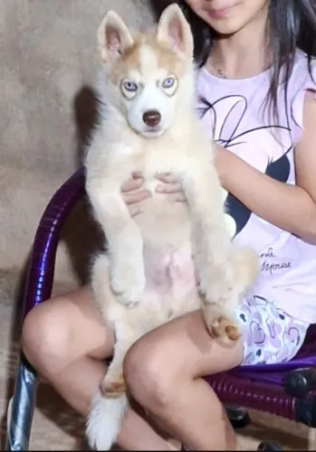 Husky Siberiano