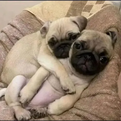 Filhote Pug, Seu novo melhor amigo tem quatro patas e muito amor para dar!