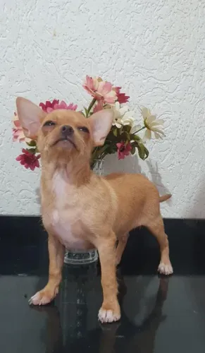 Chihuahua Tricolor Macho - Carinhoso, Leal e Cheio de Vida!