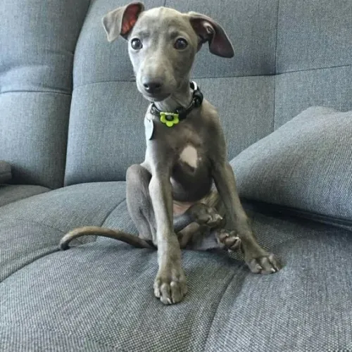 Galgo Italiano disponível! 