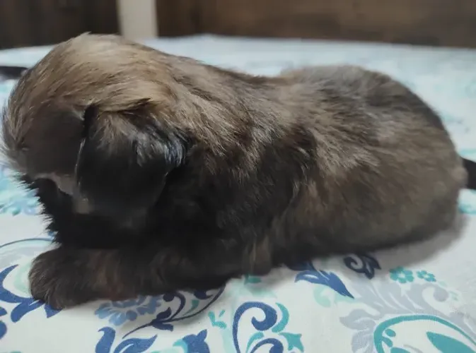 Filhote de mini shitzu original