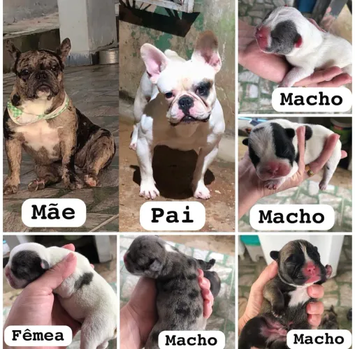 Filhote de bulldog francês 