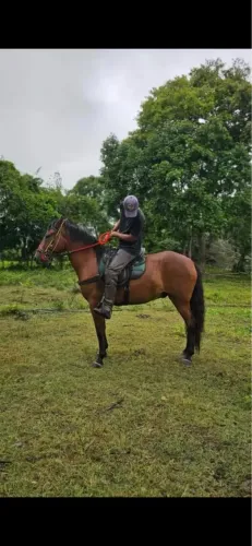 Cavalo castrado graúdo